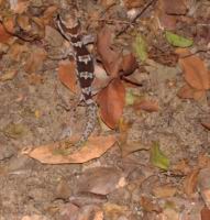 ����� ����� ���